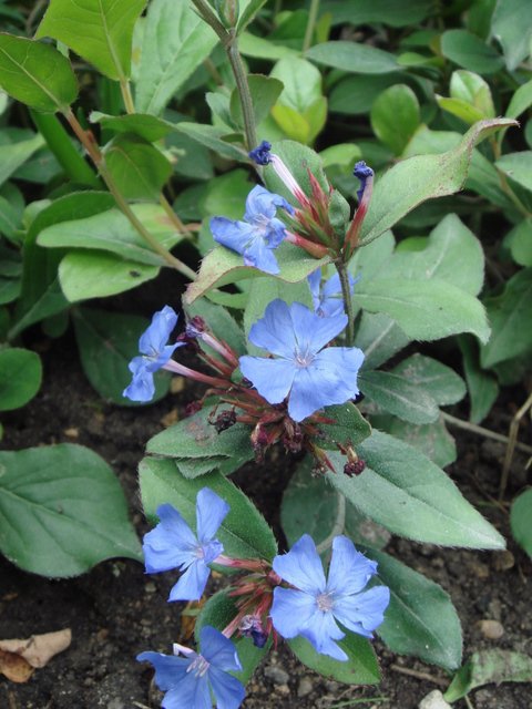 Ceratostigma plumbaginoides fleur P19